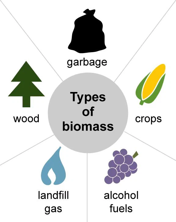 Types de biomasse